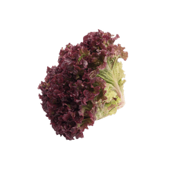 ALFACE-ROXO-UN