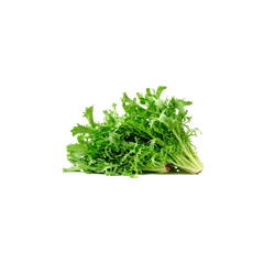 CHICORIA-UN