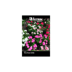SEMENTE-FELTRIN-FLOR-SA.013MG-R427-VINCA-ROSEA-SOR