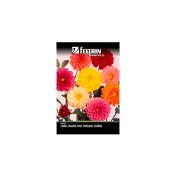SEMENTE-FELTRIN-FLOR-SA.032MG-R244-DALIA-ANA-SORTI