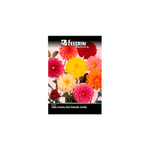 SEMENTE-FELTRIN-FLOR-SA.032MG-R244-DALIA-ANA-SORTI