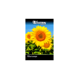 SEMENTE-FELTRIN-FLOR-SA06MG-REF255-GIRASSOL-SUNBR