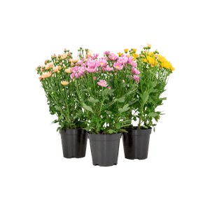 FLORES-NATURAIS-CRISANTEMOS-UN-PEQUENO